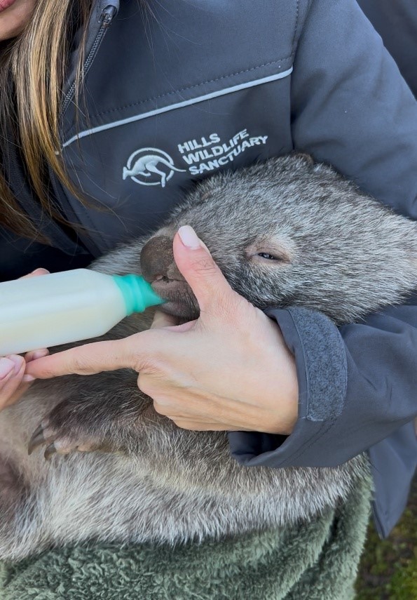 Wombat joey undergoing rehabilitation being fed with a bottle. Photo by Ben Dessen.